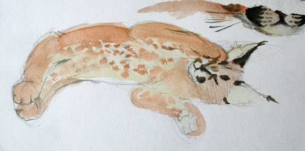 baby caracal on its side by RAG Davies