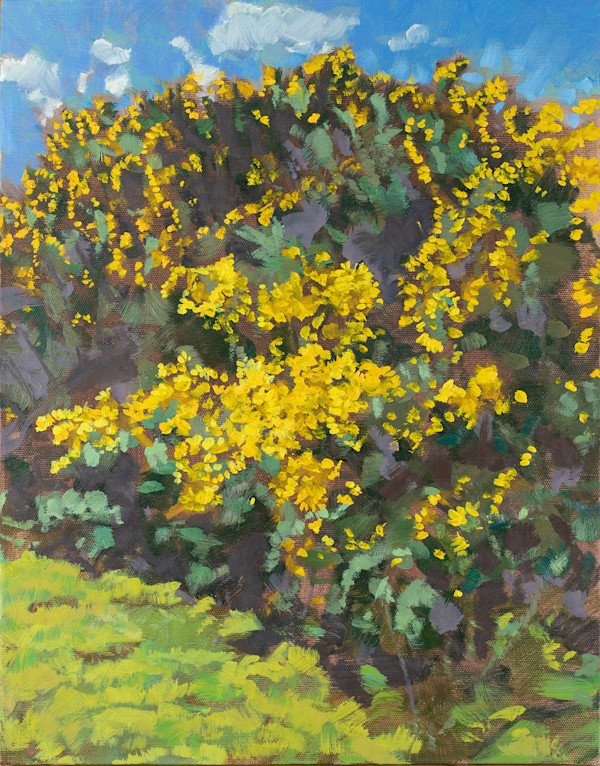 Gorse in Spring by RAG Davies