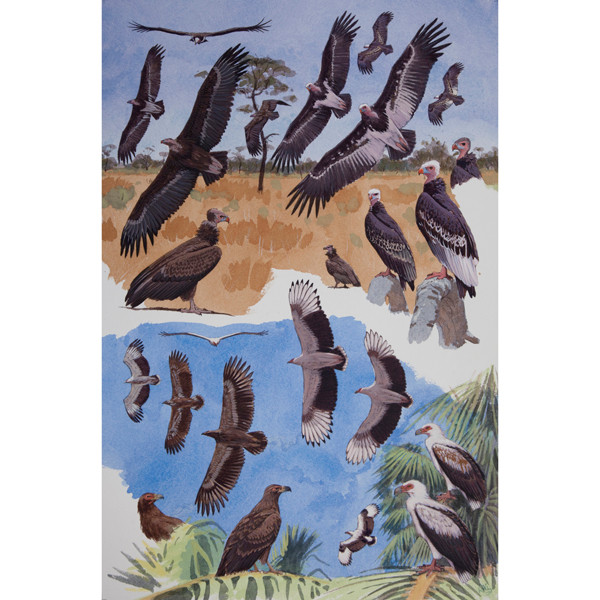 Palmnut & White-headed Vulture plate no. 7 by RAG Davies