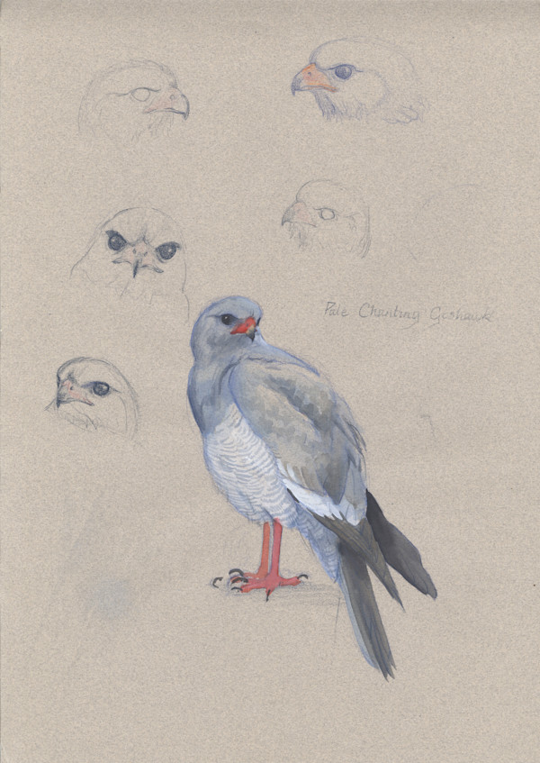 Pale Chanting Goshawk by RAG Davies