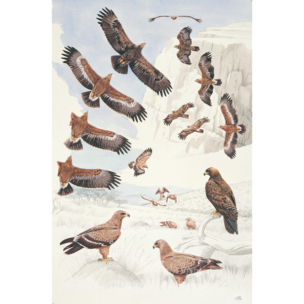 Steppe Eagle by RAG Davies