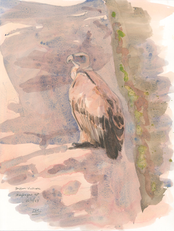 Griffon by RAG Davies
