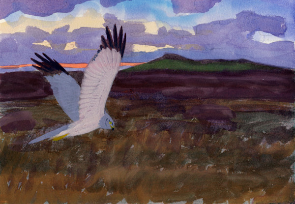 Hen Harrier on the Dowrog by RAG Davies