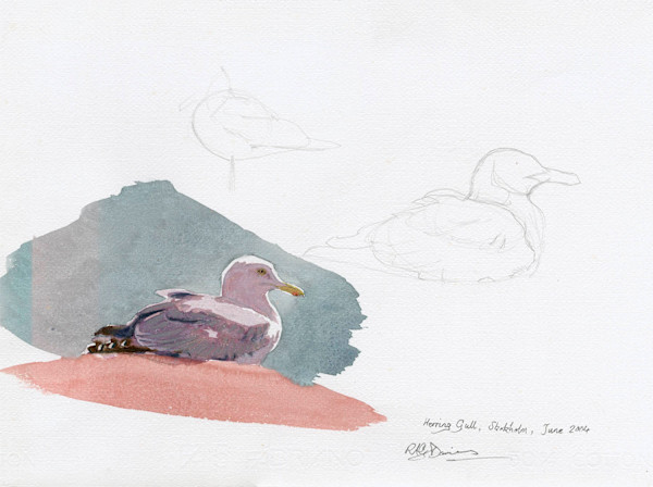 Herring gull by RAG Davies