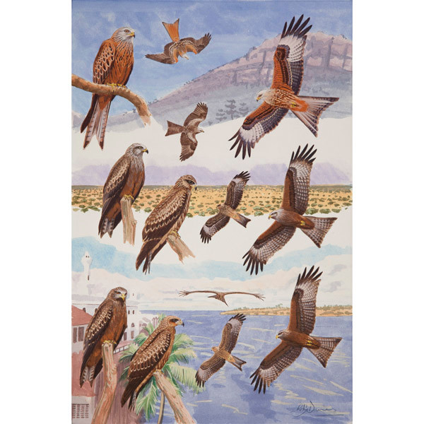Red Kite & Black Kite plate no. 4 by RAG Davies