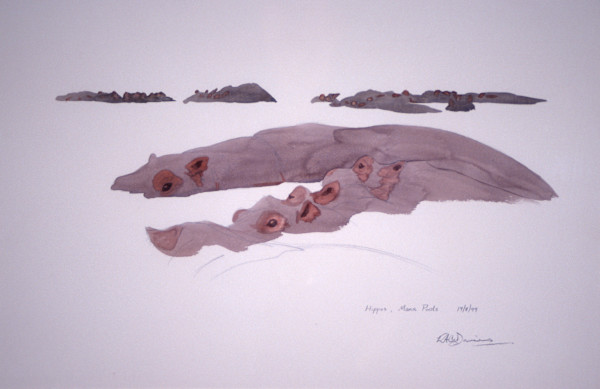 Hippos Mana by RAG Davies