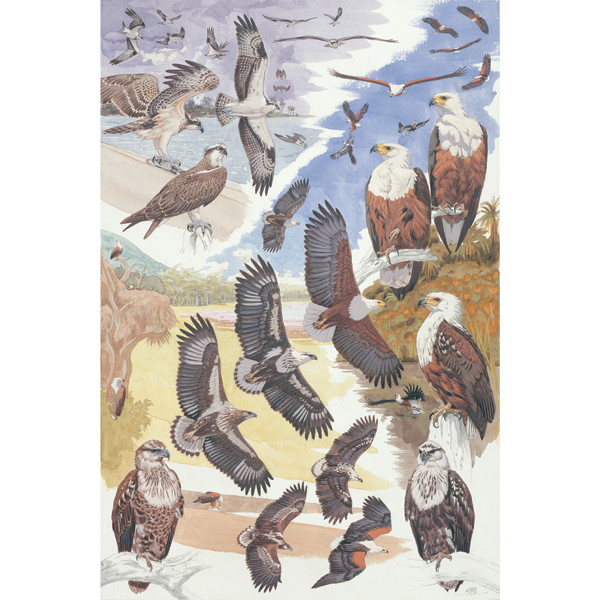 African Fish Eagle & Osprey plate no. 5 by RAG Davies