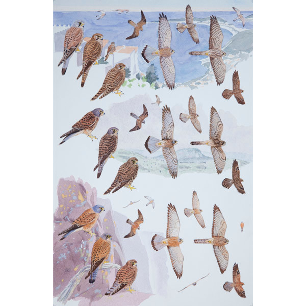 Common, Mountain & Rock Kestrel by RAG Davies