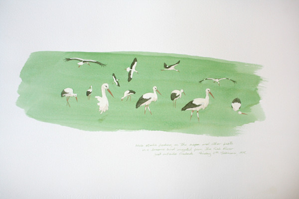 white storks feeding by RAG Davies