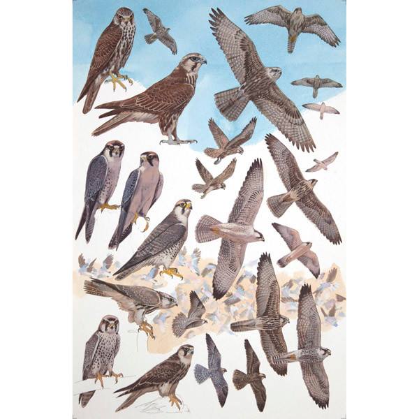 Lanner and Saker Falcon by RAG Davies