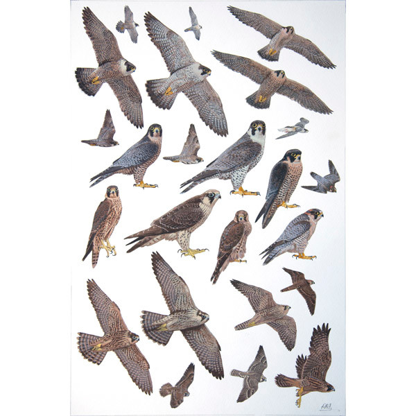 Peregrine & Barbary Falcon by RAG Davies