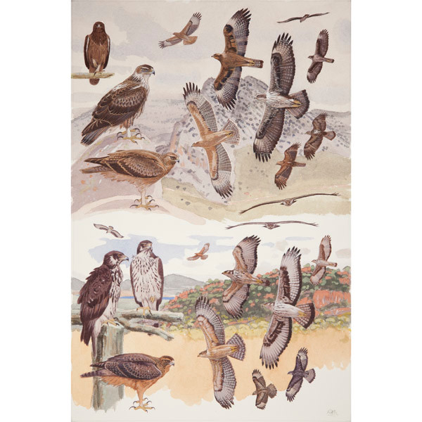 Bonelli's and African Hawk Eagles, African raptors plate no. 38 by RAG Davies