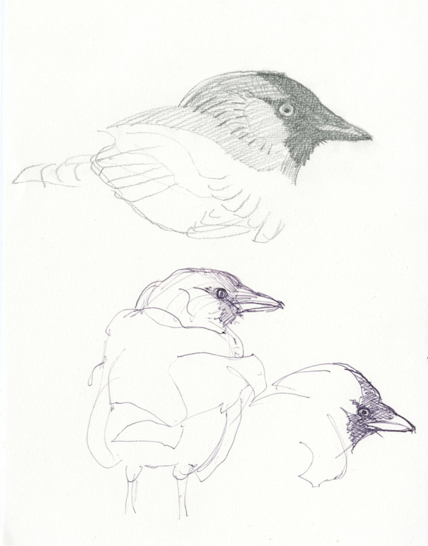 Jackdaw sketches by RAG Davies