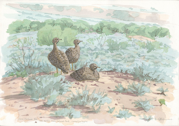 Karoo Korhaan Trio by RAG Davies