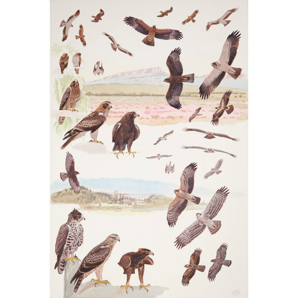 Booted and Ayres's Eagles, African raptors plate no. 39 by RAG Davies