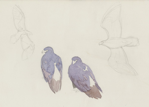 Verreaux Eagle Pair, Karoo National Park by RAG Davies
