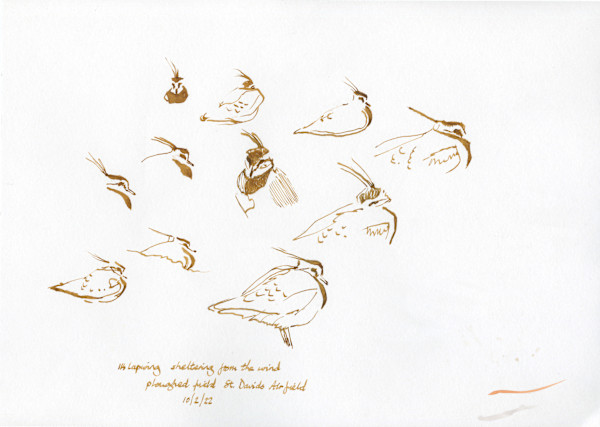Lapwings Sheltering (pen and ink) by RAG Davies