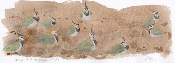 Lapwings sheltering by RAG Davies