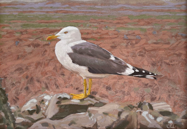 Lesser Black Backed Gull on Skomer by RAG Davies