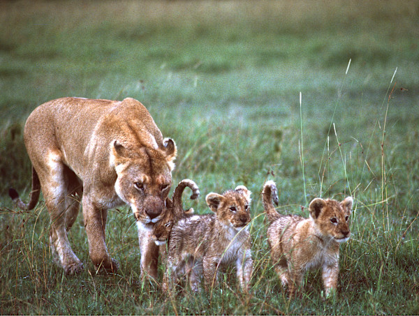 Marsh Lioness with her cubs by RAG Davies
