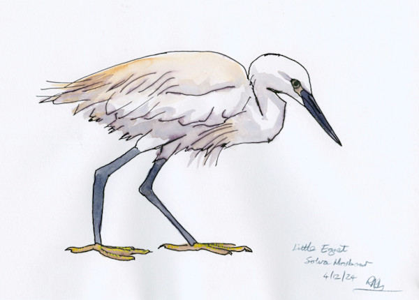 Little Egret, Solva Harbour by RAG Davies