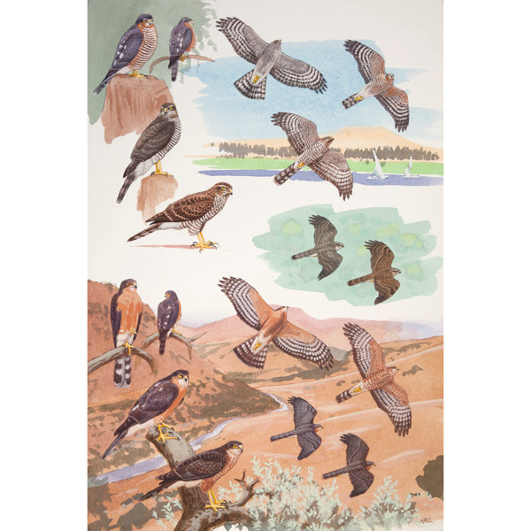 Eurasian and Rufous-breasted Sparrowhawks, African raptors plate no. 26 by RAG Davies