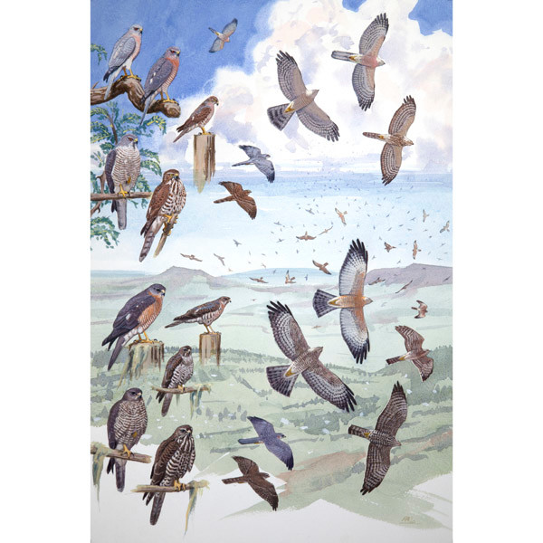 Shikra and Levant Sparrowhawk, African raptors Plate 23 by RAG Davies