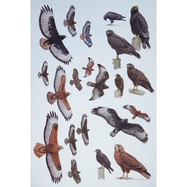 Dark and Rufous-morph Buzzards, African raptors plate no. 32 by RAG Davies