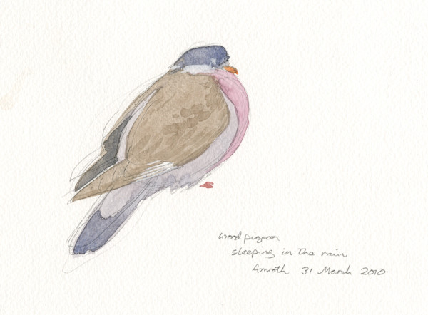 Woodpigeon Sleeping by RAG Davies