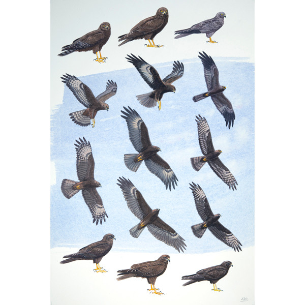Dark-morph Harriers, African raptors plate no. 17 by RAG Davies