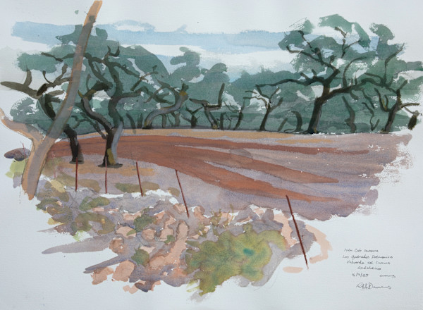 Holm Oak Savanna by RAG Davies