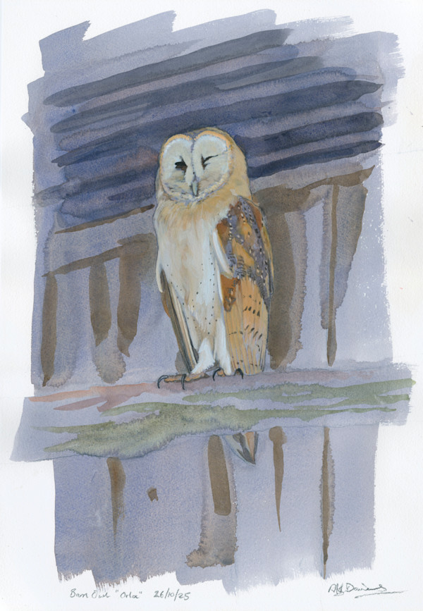 Barn Owl, Orla by RAG Davies