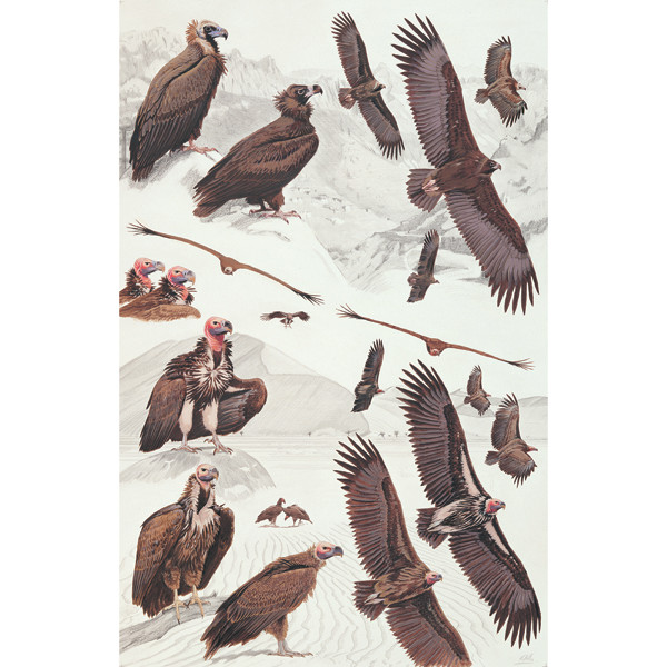 Cinereous & Lappet-faced Vulture plate no. 10 by RAG Davies