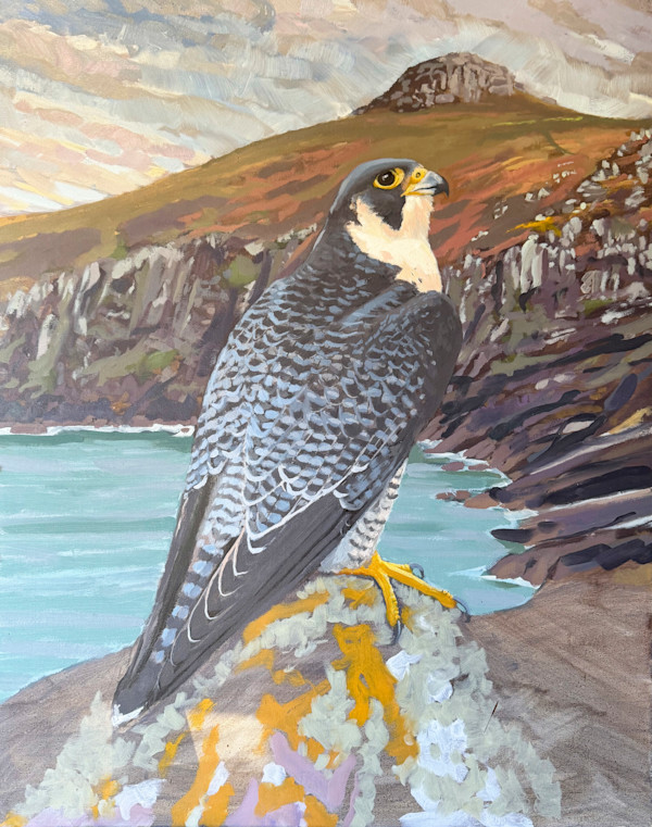Pembrokeshire Falcon in situ by RAG Davies, Image 1.