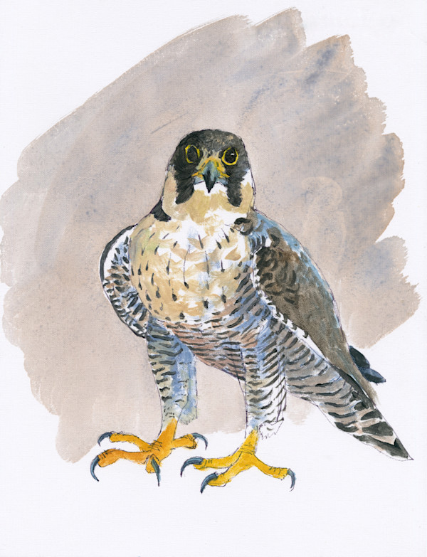 Penberi Falcon oil sketch by RAG Davies, Image 1.