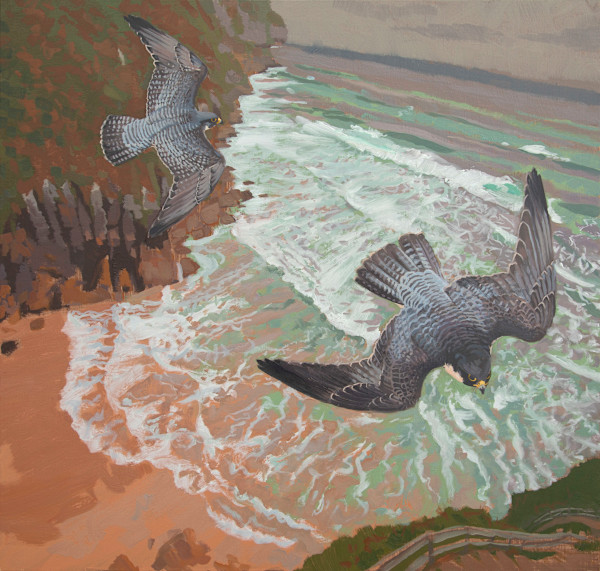 Peregrines (Brookei) at Punta de Vidiago by RAG Davies