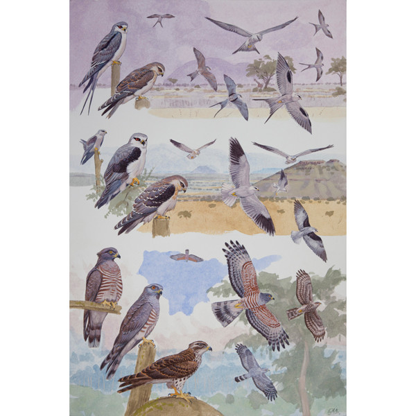 Small Kites and African Cuckoo Hawk, African raptors plate no. 3 by RAG Davies