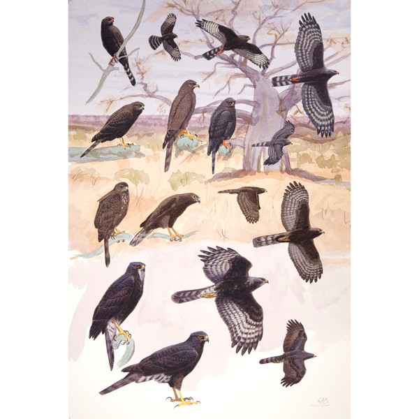 Dark-morph Gabar Goshawk and Accipiters, African raptors plate no. 21 by RAG Davies