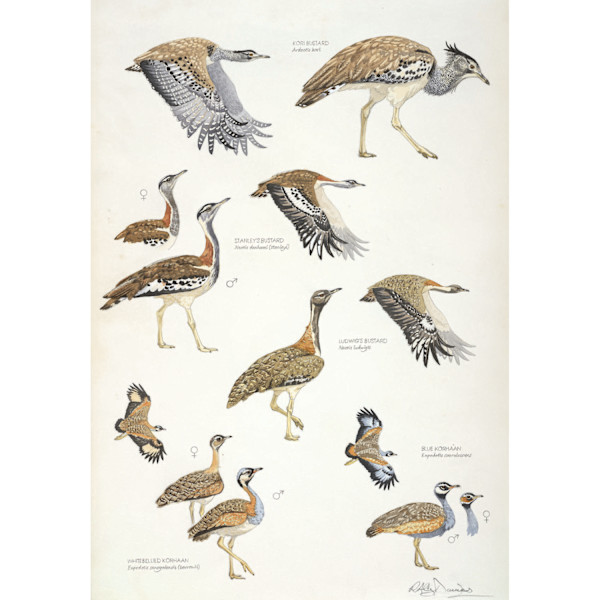 African Bustards, Plate no.1 by RAG Davies