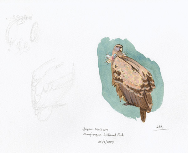 Griffon sketch by RAG Davies