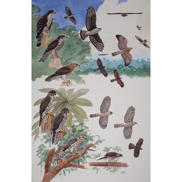 Cassin's Hawk Eagle and Congo Serpent Eagle, African raptors plate no. 41 by RAG Davies