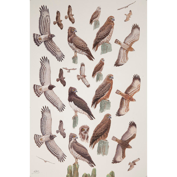Black-breasted, Beaudouin's & Short-toed Snake Eagles, African raptors plate no. 12 by RAG Davies