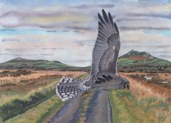 Rare Bird by RAG Davies