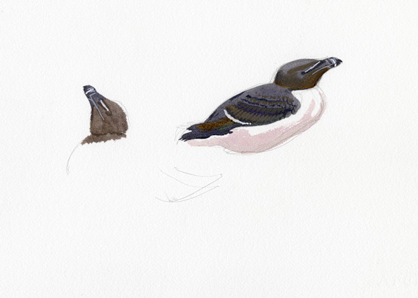 Razorbills, Skokholm by RAG Davies
