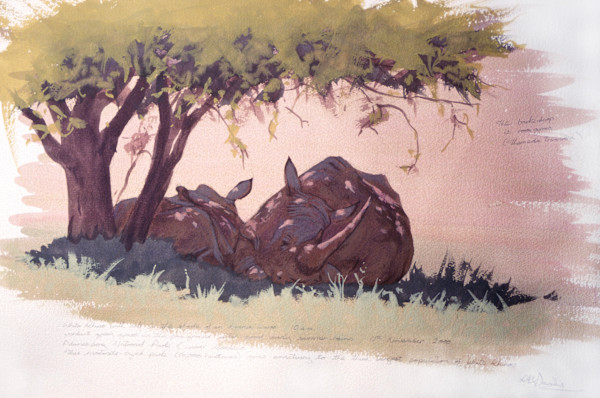 Rhinos, Pilanesberg by RAG Davies