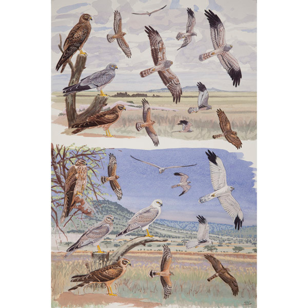 Montagu's and Pallid Harriers, African raptors plate no. 15 by RAG Davies