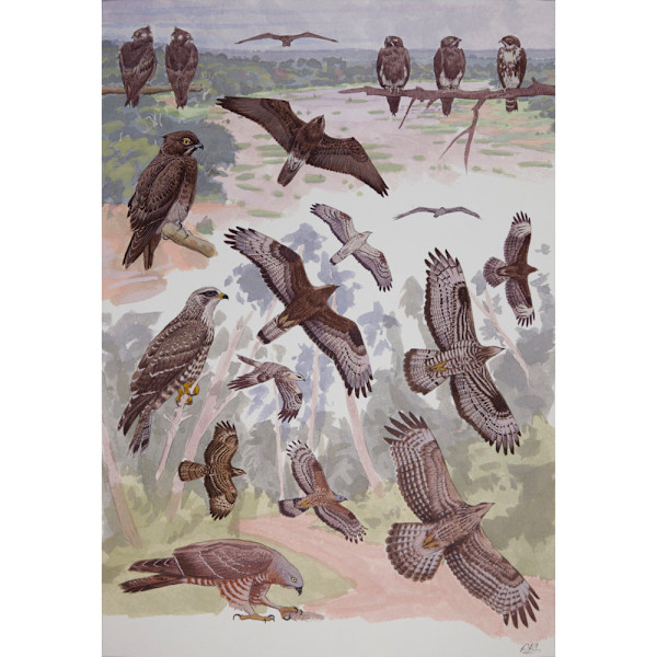 Bat Hawk and Honey Buzzards, African raptors plate no. 2 by RAG Davies