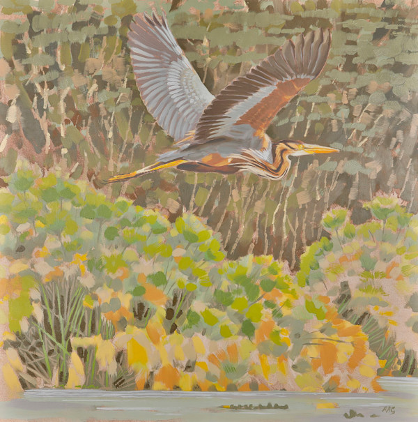 Purple heron,  Lake Naivasha, 2018 by RAG Davies