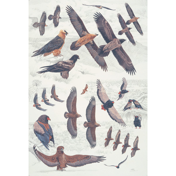 Bearded Vulture & Bateleur Eagle plate no. 11 by RAG Davies