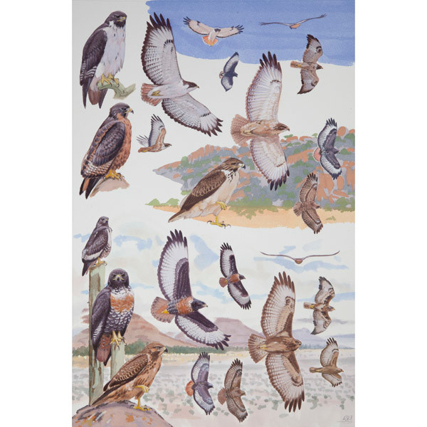 Augur and Jackal Buzzards, African raptors plate no. 31 by RAG Davies